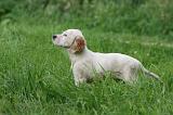 SETTER ANGLAIS 287